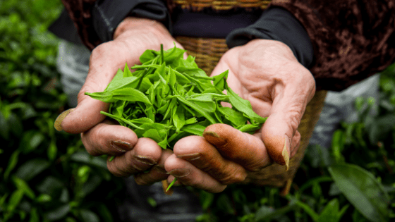 can-you-eat-tea-leaves-benefits-of-eating-tea-leaves